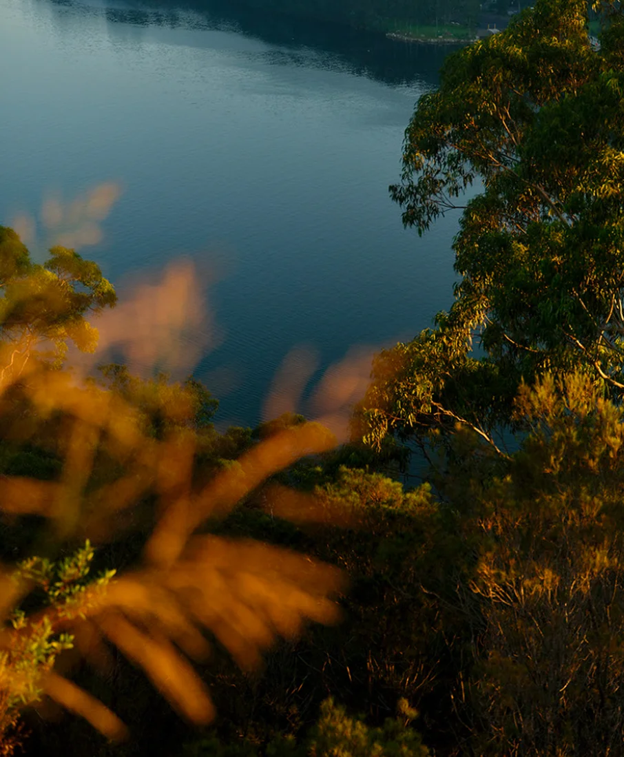  Boronia - lane cove national park 