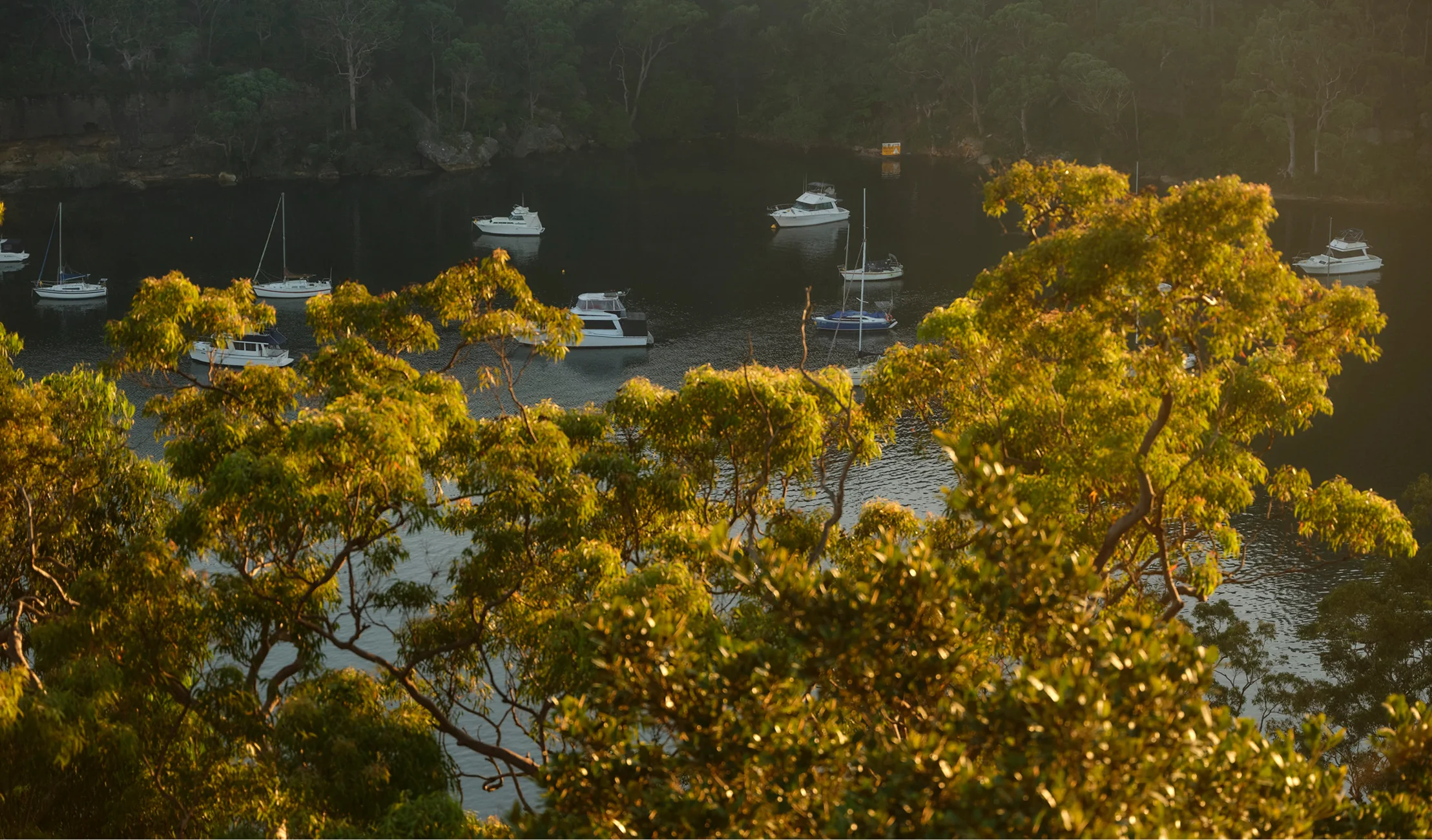  Boronia neighbourhood -  lane cove river