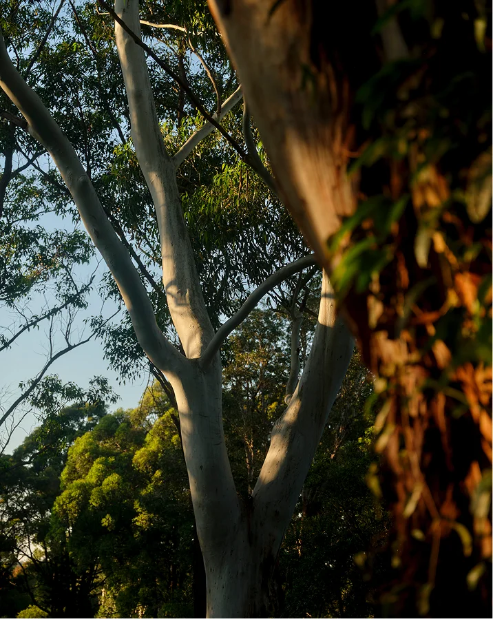  Boronia neighbourhood - Lane Cove National Park. 